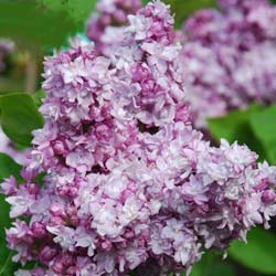 Lilac, common mauve